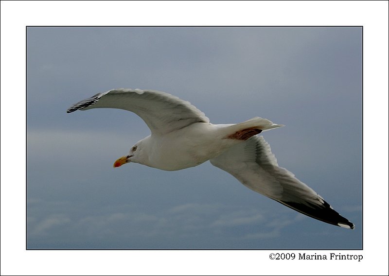 Mwe im Gleitflug - Die Mwen begleiteten unsere Fhre auf dem Weg von Dover nach Calais.