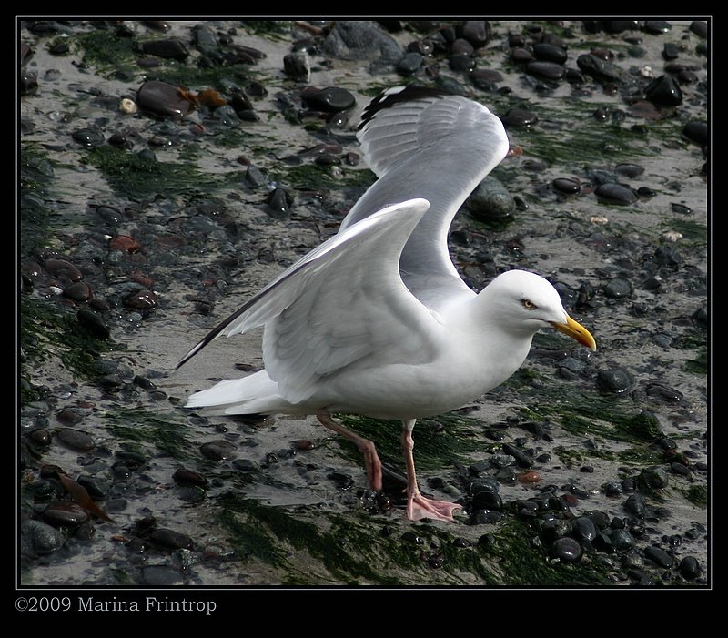 Mwe - Mullion Harbour, Cornwall UK