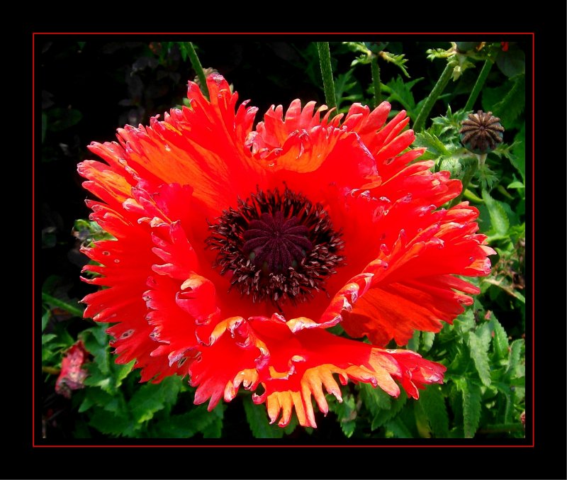 Mohn... Impressionen aus den kniglichen Schlossgrten in Arcen (Niederlande)