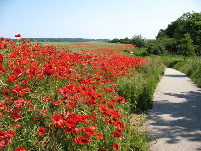 Mohnfelder begleiteten uns auf der Wanderung kurz nach
Gross Stresow.
