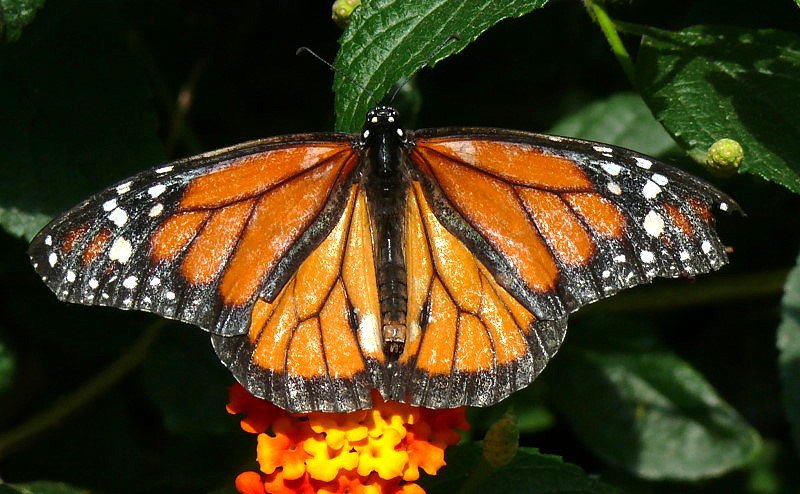 Monarch - Schmetterling am 09.06.2008 im Schmetterlingshaus Wilhelma/Stuttgart