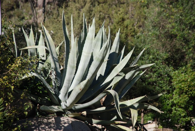 MONCHIQUE, 05.03.2008, Aloe in Caldas de Monchique