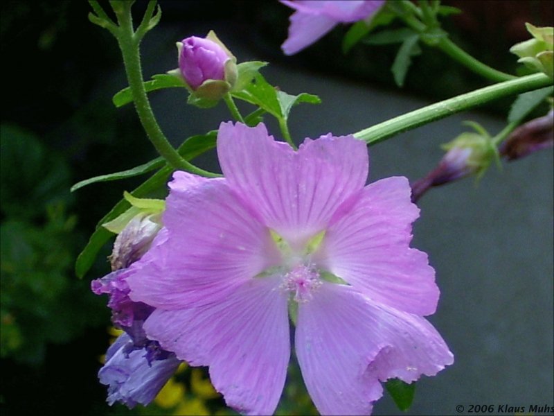 Moschus-Malve (Malva Moschata) im Sommer 2006