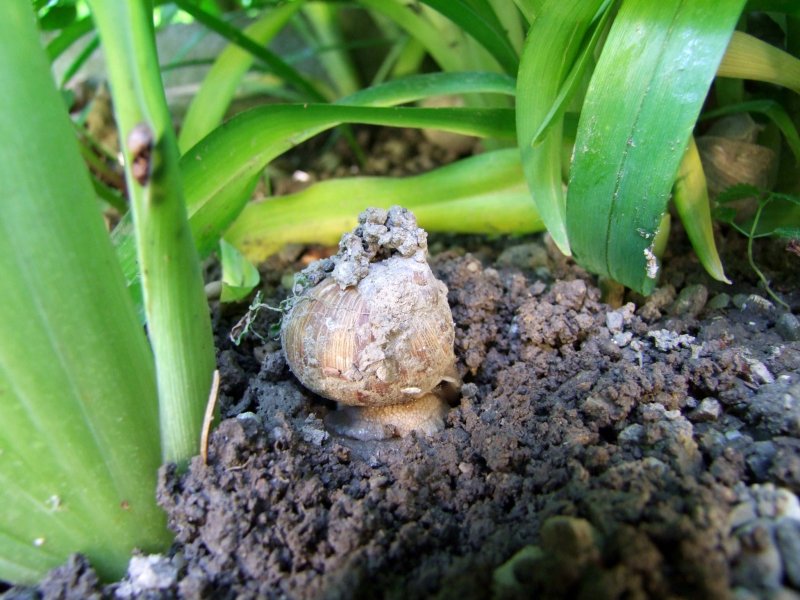 Mhsam hat die Weinbergschnecke zur Eierablage einen Erdkanal geschaffen;090618