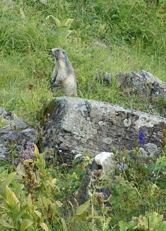 Murmeltiere sind sehr scheu. Aber heute hatten wir beim Wandern  Glck und whrend wir sie beobachteten, entstand dieses Foto.
(August 2009)