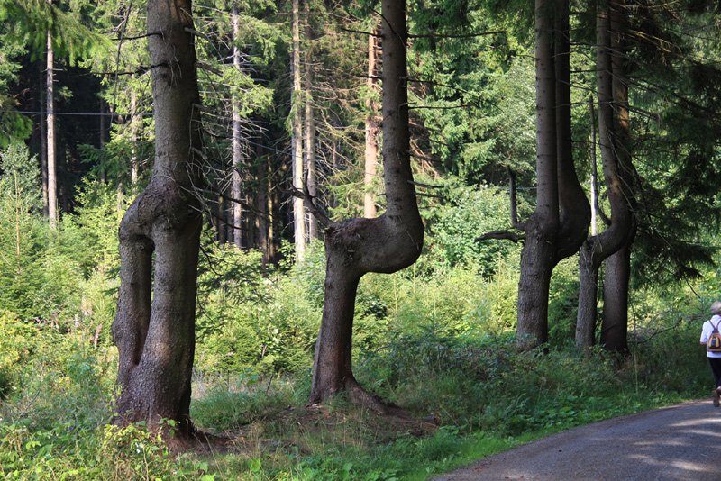 Mutanten oder hat da jemand in jungen Jahren mit der Sge nachgeholfen? Am Weg nach Muldenberg, nahe Schneck/V., entstand diese Aufnahme am 17.08.2008.