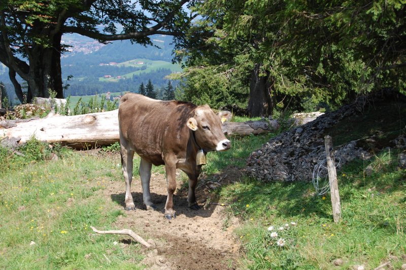 Na wer kommt den da aus dem Gebsch? Dieses liebe Allguer Braunvieh wollte sich am 18.8.2009 am Hochgrat unbedingt ablichten lassen.