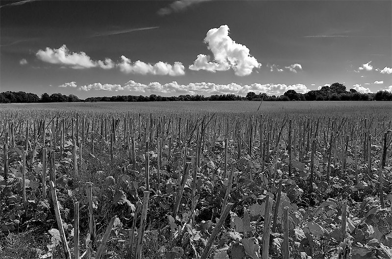 Nach der Maisernte in Sehlendorf / Hohwachter Bucht. 
Sptsommer 2007