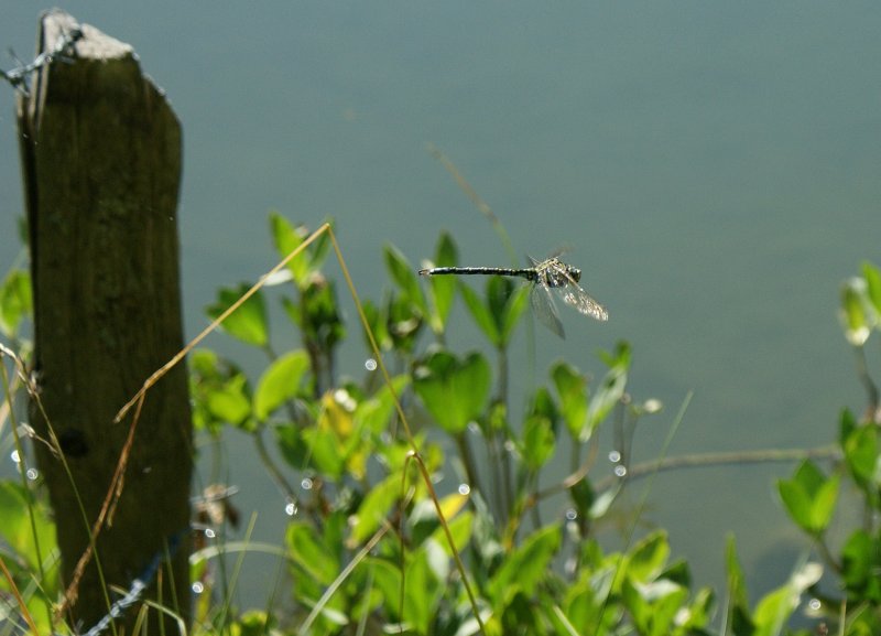 Nach vielen Versuchen gelang dieses Foto: eine Libelle im Flug.
(06.08.2009)
