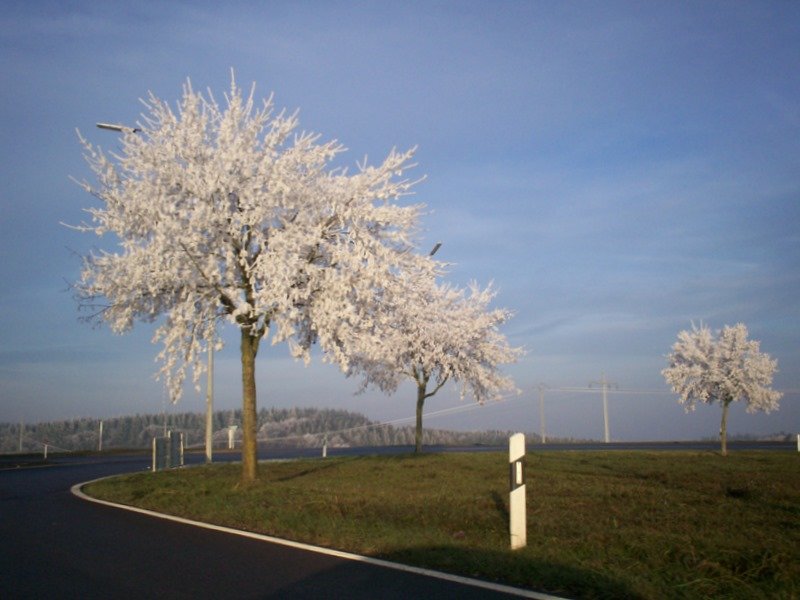 Nachdem der Nebel sich aufgelst hatte waren die Bume am Straenrand im Norden Luxemburgs mit Rauhreif berzogen             am 29.12.2006