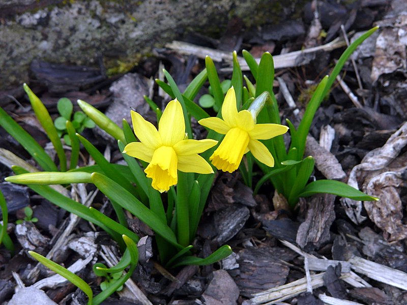 Narzissen in Erpeldange/Wiltz (Luxemburg) am 30.03.08.