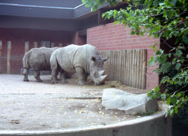 Nashrner im Krefelder Zoo - 