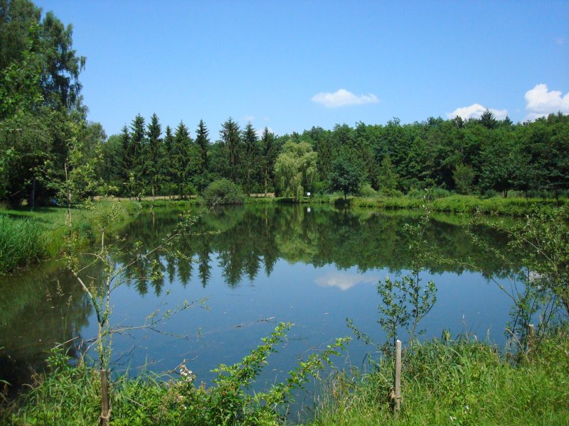 Natur pur vor der Haustr, man muss es nur sehen, kleiner Fischteich in der Rheinebene bei Freiburg, Juni 2008