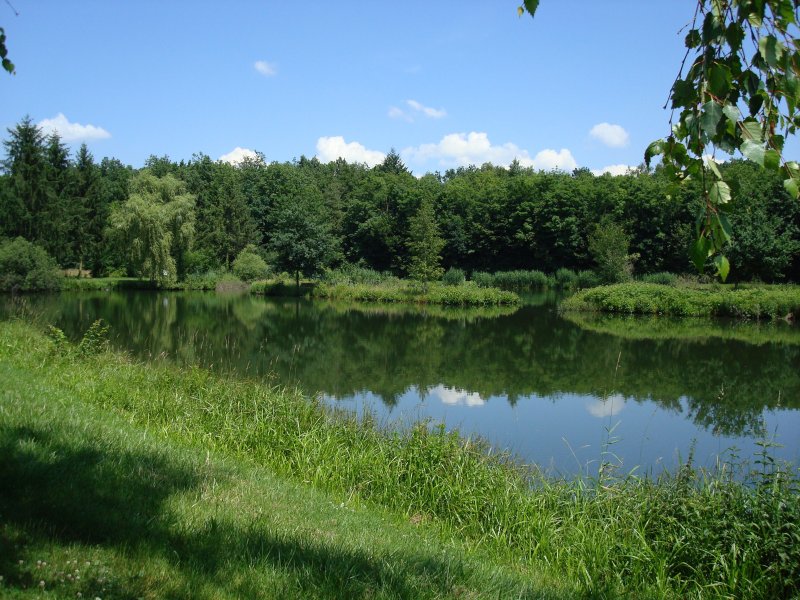 Natur vor der Haustr, das finden sie garantiert auch in ihrer Umgebung, Fischteich in der Rheinebene bei Freiburg, Juni 2008