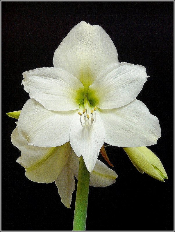 Nicht nur drauen blht es, auch im Haus hat die Amaryllis am 20.04.09 ihre Blten geffnet. Danke schn an Karl Sauerbrey fr den Tip mit dem dunklen Hintergrund. (Jeanny)