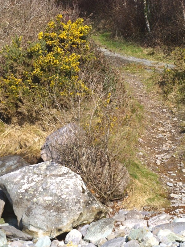 Nicht nur rauh sondern auch romatisch kann es am Healy Pass aussehen.