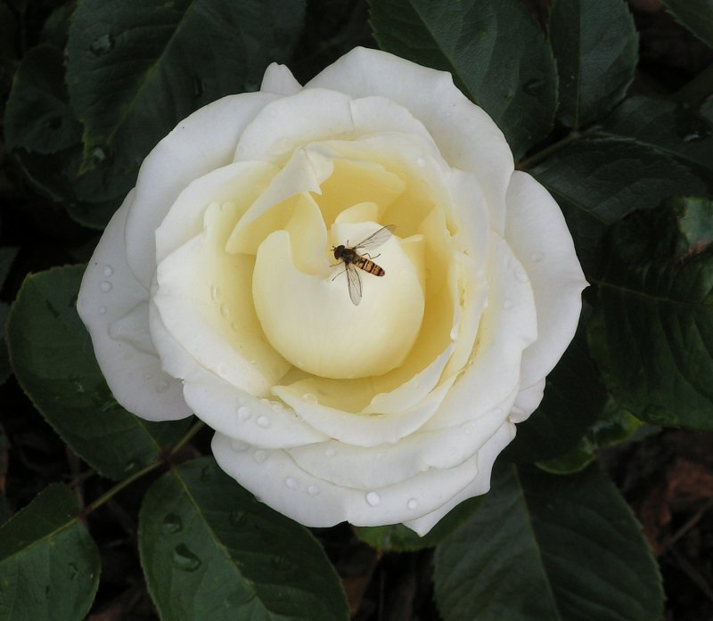 Nicht nur wir bekommen Besuch, auch die Rosen in unserem Garten haben ab und zu Gste. Bild aufgenommen in Erpeldange/Wiltz (Luxemburg) am 18.07.04.