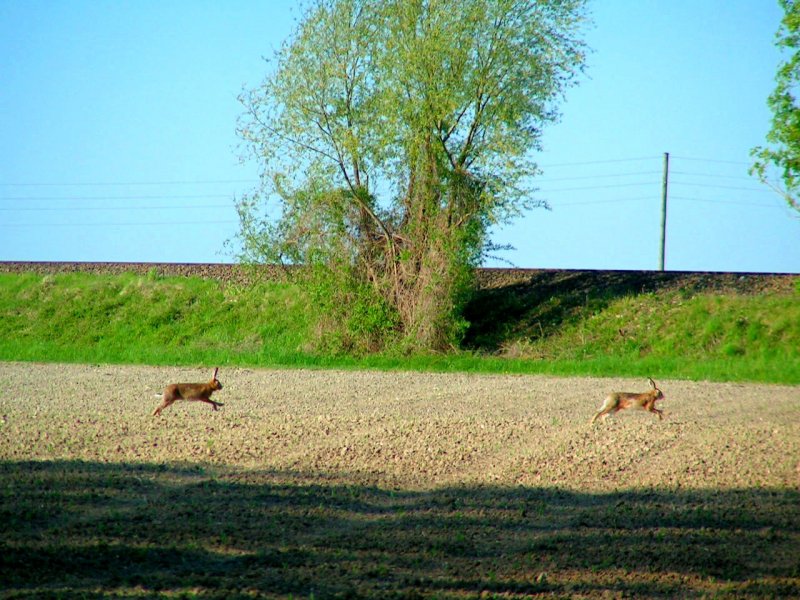  NIX wie weg  und schon schlagen die beiden Hasen ihre Haken ber das trockene Feld; 080511