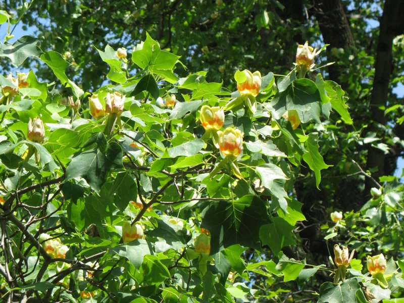 Noch ca. zwei Monate bis zum Mai, dann wird es wieder Blten am seltenen Tulpenbaum im Helfenberger Park bei Dresden zu sehen geben; Aufnahme vom 26.05.2007
