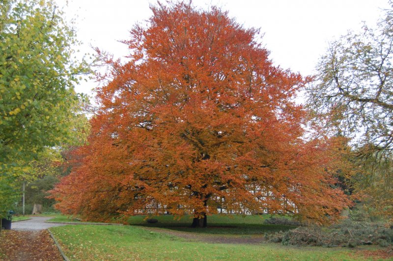 Noch einmal der Baum, diesmal in seiner vollen Pracht.