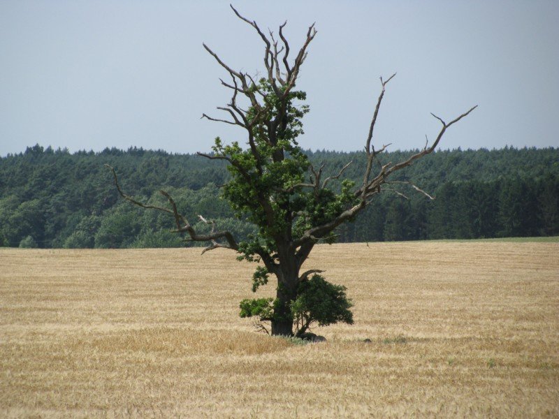 Nordwestmecklenburg, ein mecklenburgischer berlebensknstler im Sommer an der Landesstrae L 03 bei Gro Pravtshagen, 03.07.2008