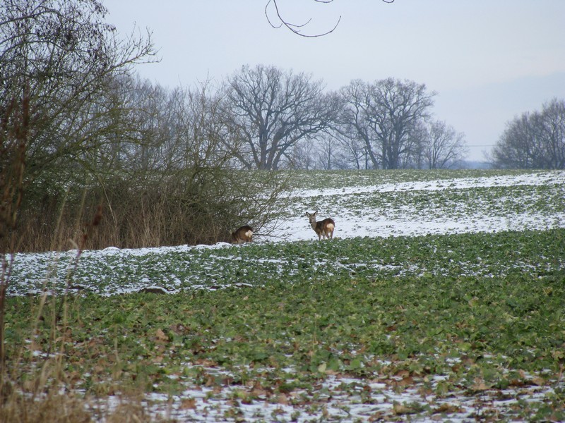 Nordwestmecklenburg, Rehe beim ssen an der Strae von Bernsdorf nach Wilkenhagen, 13.02.2009