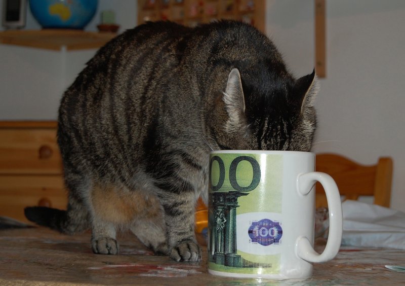 Nur einen Moment habe ich mich weggedreht,
das hat mein Kater ausgentzt um sich
an meinem Frhstck zu bedienen.(27.12.2008)