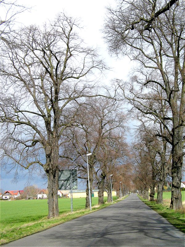 Nur wenige Minuten scheint die Sonne auf die alte Lindenallee im Leipziger Stadtteil Breitenfeld, 25.03.08