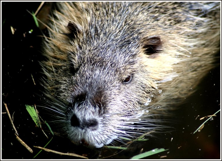 Nutria (Sumpfbiber oder auch Wasserratte) - Fotografiert im Kaisergarten Oberhausen