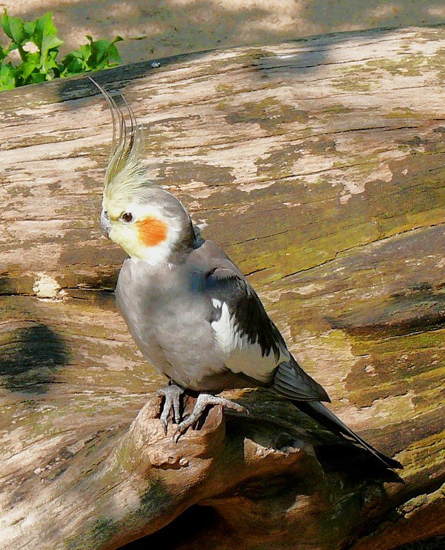 Nymphensittich am 09.06.2008 in Wilhelma/Stuttgart - Der Nymphensittich (Nymphicus hollandicus) ist eine australische Vogelart aus der Ordnung der Papageien (Psittaciformes). War frher noch unklar, ob der Nymphensittich innerhalb der Papageien zu den Kakadus oder den Sittichen gehrt (ltere Bezeichnungen wie Kakadusittich und Keilschwanzkakadu deuten auf diese Unsicherheiten in der Nomenklatur hin), so ist es inzwischen sicher, dass er den Kakadus zuzuordnen ist. - Die etwa 30 bis 34 Zentimeter langen Vgel wiegen etwa 90 bis 110 Gramm. Sie werden 15 bis 20 Jahre alt, in Einzelfllen auch bis zu 30 Jahre. Das ursprngliche Erscheinungsbild des Nymphensittichs ist grau mit weien Flgeldecken und einem orangen Wangenfleck. Die Hhne haben eine ausgeprgte gelbe Gesichtsmaske, die Hennen eine gelb-schwarze Querbnderung an der Schwanzunterseite. Ungewhnlich ist die lange spitze Federhaube auf dem Kopf, mit der die Tiere wahrscheinlich Empfindungen und Stimmungen ausdrcken. -  Natrlicher Lebensraum und Ernhrung: Nymphensittiche leben in den trockenen Inlandsgebieten Australiens. Sie sind dort derzeit noch nicht gefhrdet, der vorhandene Wildbestand gilt aber als abnehmend. Auer in geschlossenen Wldern sind Nymphensittiche fast in jeder Vegetationsform ihres Lebensraums anzutreffen. Die Schwrme leben nomadisch und durchstreifen dabei weitreichende Gebiete, nur zur Brutzeit lassen sie sich an einem festen Ort nieder. Typischerweise setzt sich ein Schwarm aus bis zu 50 Individuen zusammen. Whrend der saisonalen Wanderungen bilden sich sehr groe Schwrme. An Wasserstellen wurden bereits ber 1.000 Tiere gleichzeitig beobachtet. Durch diese stndige Durchmischung der Population haben sich keine erkennbaren Unterarten entwickelt. Wild lebende Nymphensittiche ernhren sich von halbreifen Grsern und Hirsen. Weizen und Sorghum werden ebenfalls genutzt. Bei der Futtersuche auf dem Boden bleibt immer ein Schwarmmitglied (bevorzugt ein Hahn) auf erhhtem Posten sitzen, um bei Gefahr zu warnen. - Quelle = WIKIPEDIA