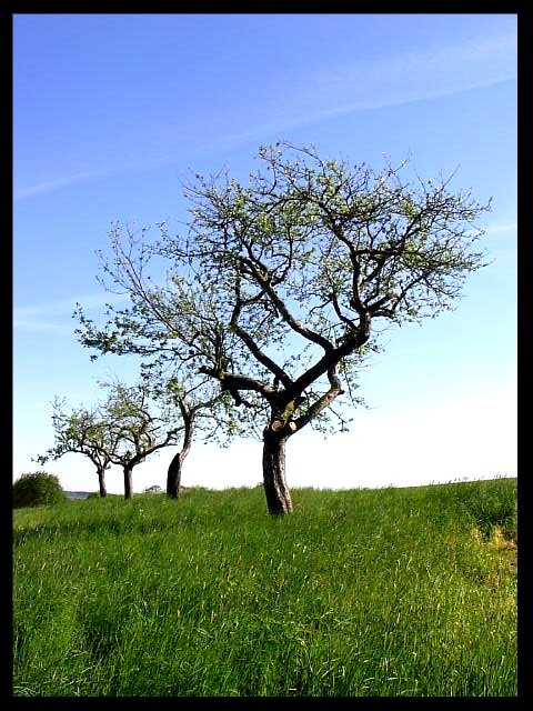 Obstbume an einem Feldrand. Fotografiert in der Nhe von Bendorf-Sayn.