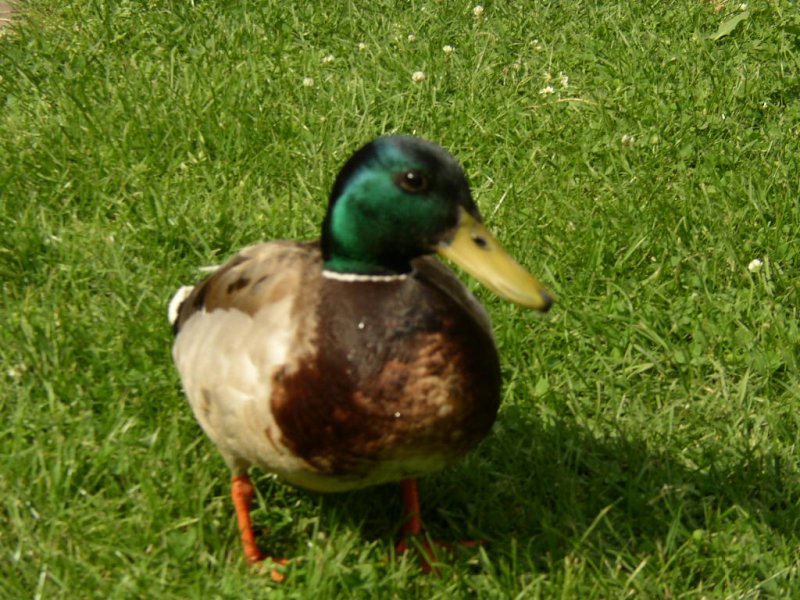 Ohne groartig den Zoom der Digi-Cam zu benutzen: So nah war ich noch nie an einer Ente gewesen. Trier Palastgarten, am 13.05.07