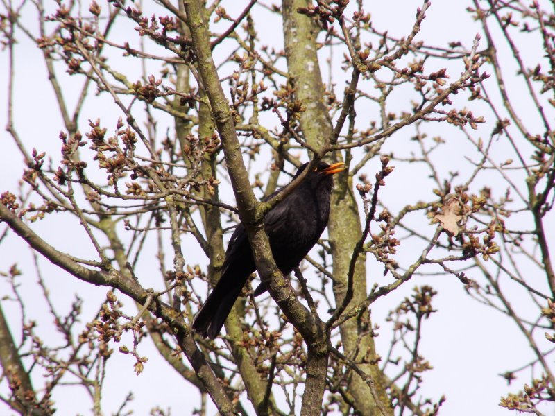 OLDENBURG, 30.04.2006, Amsel im Stadtteil Kreyenbrück