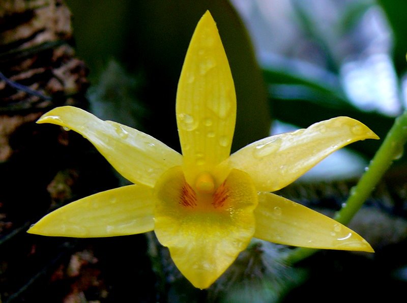 Orchidee Dendrobium am 15.07.2008 in Wilhelma/Stuttgart