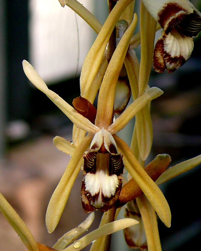 Orchidee Hohlnarbe am 15.07.2008 in Wilhelma/Stuttgart