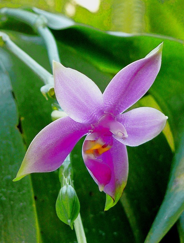 Orchidee Phalaenopsis aus Malaysia am 21.06.2008 in Wilhelma/Stuttgart. Die Gattung Phalaenopsis gehrt zur Familie der Orchideen (Orchidaceae) und zhlt heute zu den bekanntesten und beliebtesten Gattungen der tropischen Orchideen. Der botanische Name leitet sich vom griechischen Phalaina (Nachtfalter) und -opsis (Aussehen) ab, da die Blten an tropische Nachtfalter erinnern. Quelle = Wikipedia