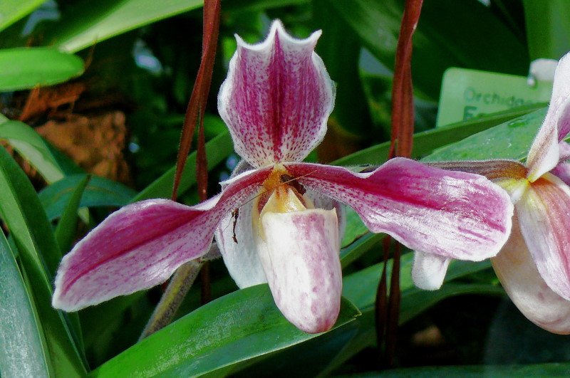 Orchidee Venusschuh am 31.05.2008 in Wilhelma/Stuttgart