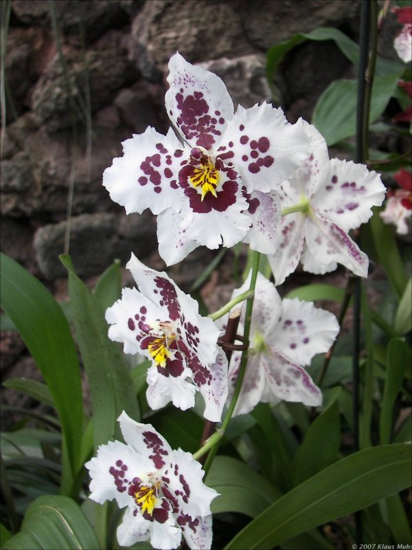 Orchideen-Ausstellung im Botanischen Garten Rombergpark Dortmund. 06.04.2007