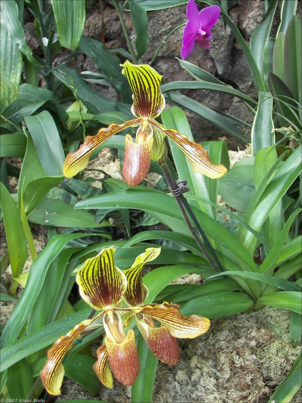 Orchideen-Ausstellung im Botanischen Garten Rombergpark Dortmund. 06.04.2007