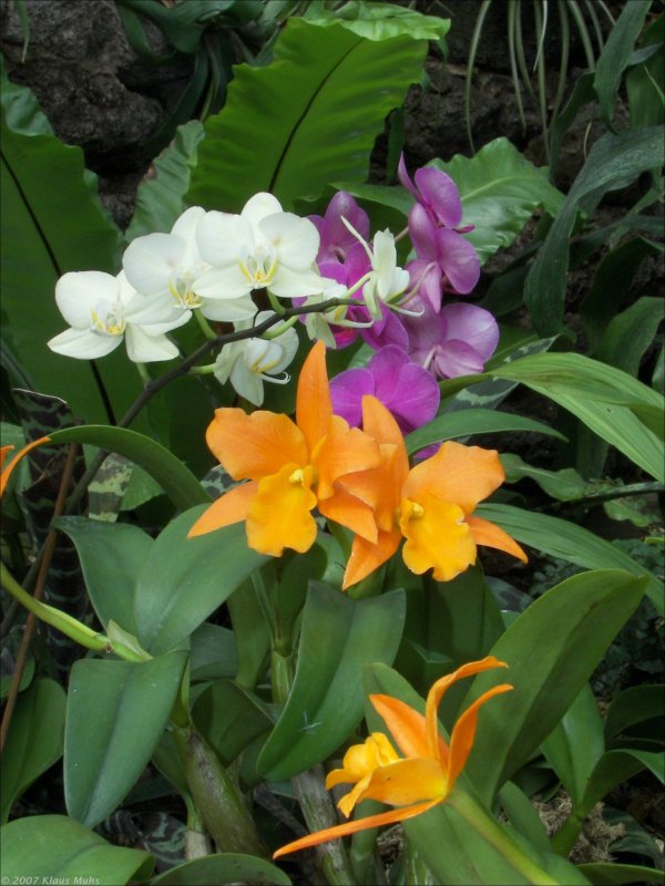 Orchideen-Ausstellung im Botanischen Garten Rombergpark Dortmund. 06.04.2007