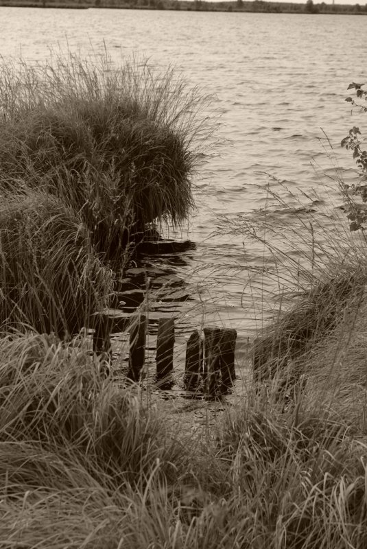 Ostfriesland in Schwarzweiss: Kleine Szene am 'Ewigen Meer' harmonisiert Wasser, Gras und Binsen.