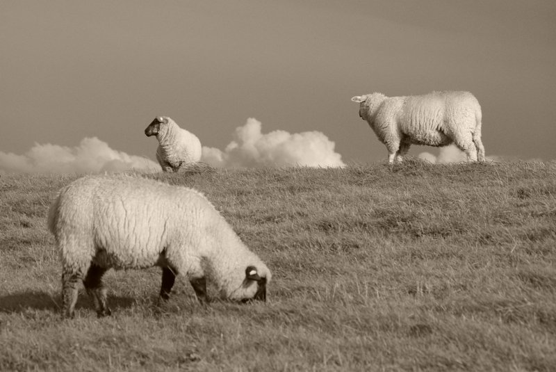 Ostfriesland in Schwarzweiss: Schafe sind Teil des Deichschutzes. Trutz blanke Hans!