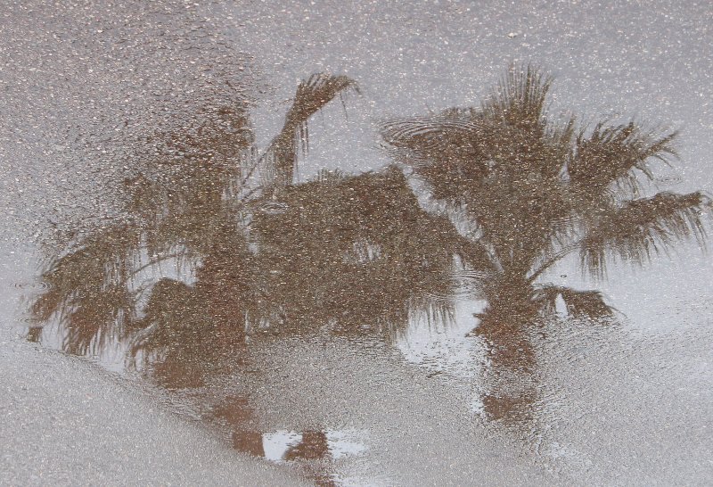 Palmen im Wasser - auch verregnete Ferien machen gute Bilder.
(April 2009)