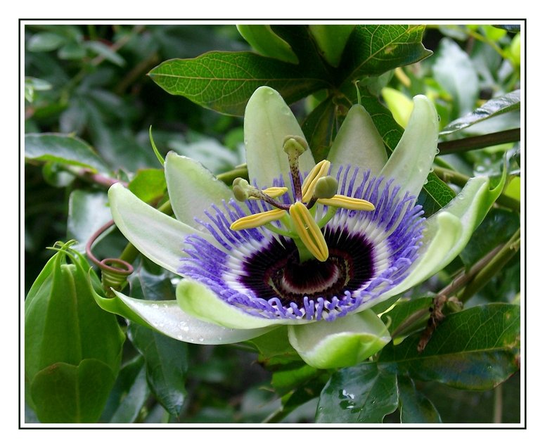 Passionsblume... fotografiert im Botanischen Garten der Ruhr-Universitt Bochum