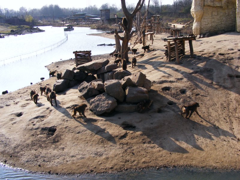 Paviane im Gelsenkirchener Zoo am 01. April 2009.