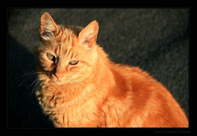 Peppino (EKH Kater) geniet die Sptsommersonne