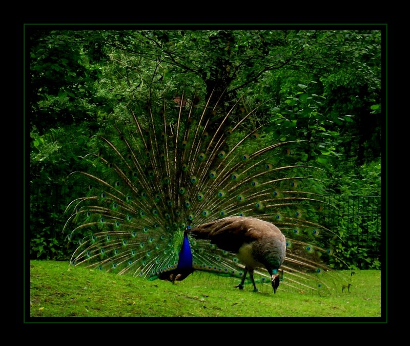 Pfaue unter sich... er mht sich ab, und sie denkt nur ans Futtern - fotografiert im Kaisergarten Oberhausen