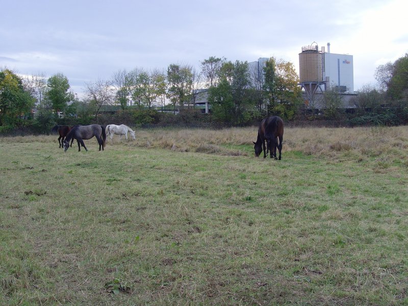 Pferde, Landschaft bei Kassel - Oktober 2008