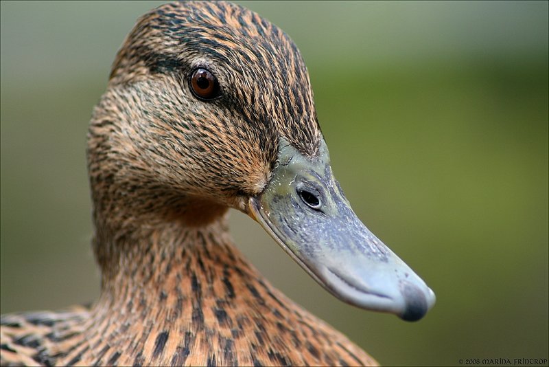 Portrait einer Ente