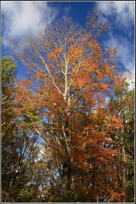 Prchtige Kontraste zaubert das orange Laub der Buche und der blau-weie Himmel am 20.10.07 im Chemnitzer Kchwald.